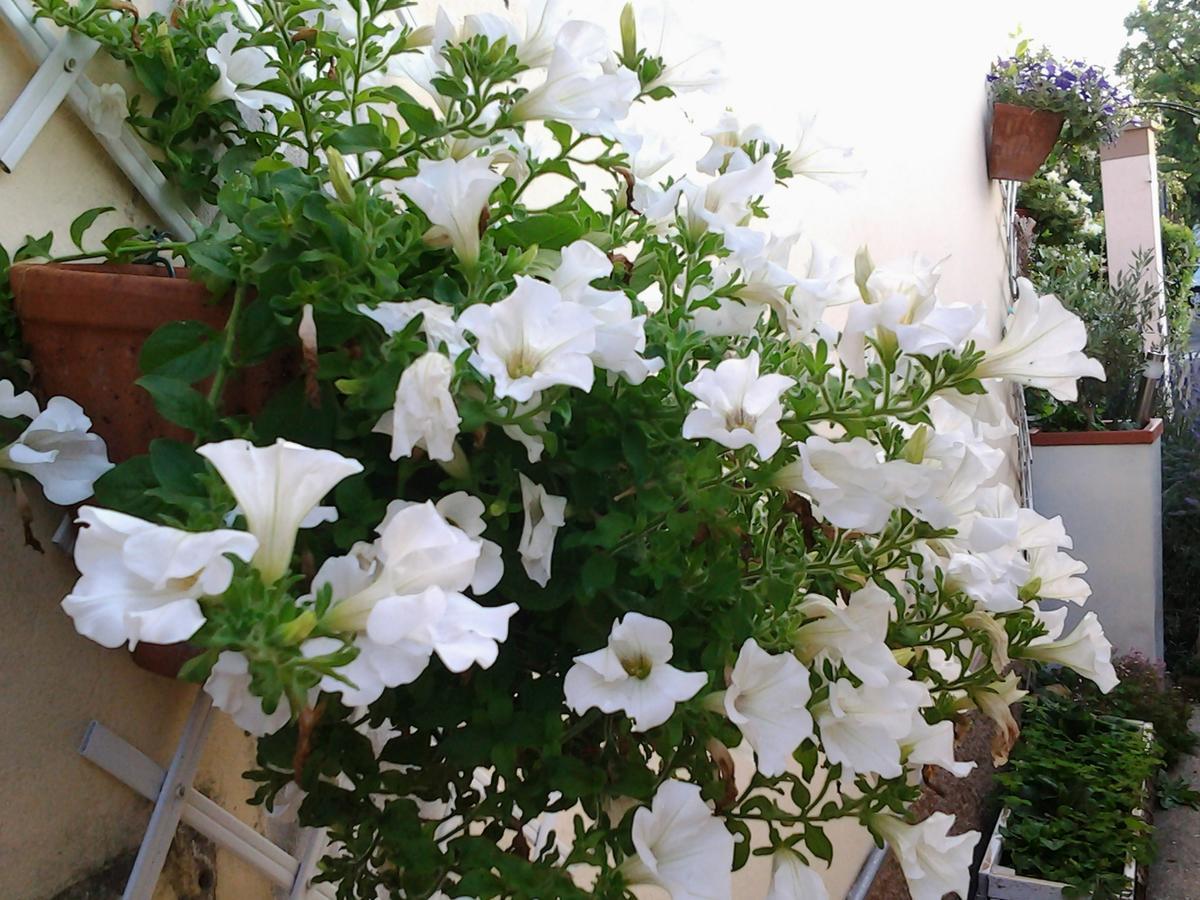 Dolce Vita Valeggio sul Mincio Buitenkant foto